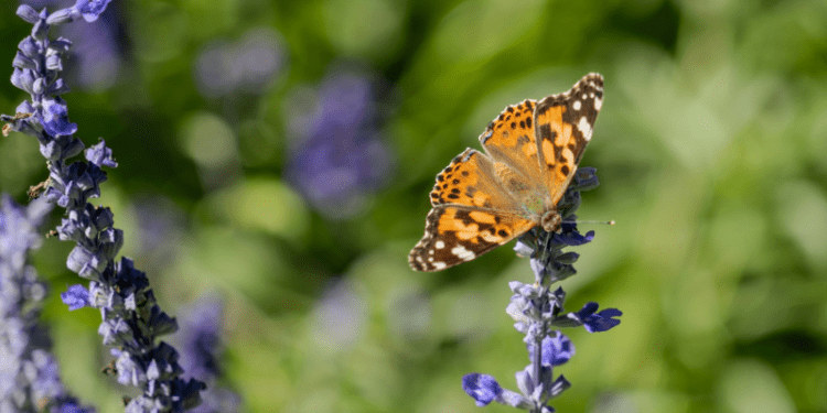 Butterflies found in South America indicate a 4200 km flight journey